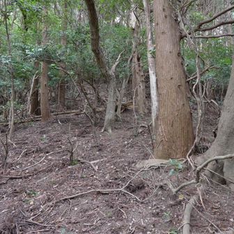 薮漕ぎを突破すると後は歩きやすい尾根です