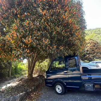 こちらも派手にキンモクセ突っ込む軽トラ🛻
屋根擦ってますよ
いっぱい空いてるから ソコに突っ込まんでも(笑)