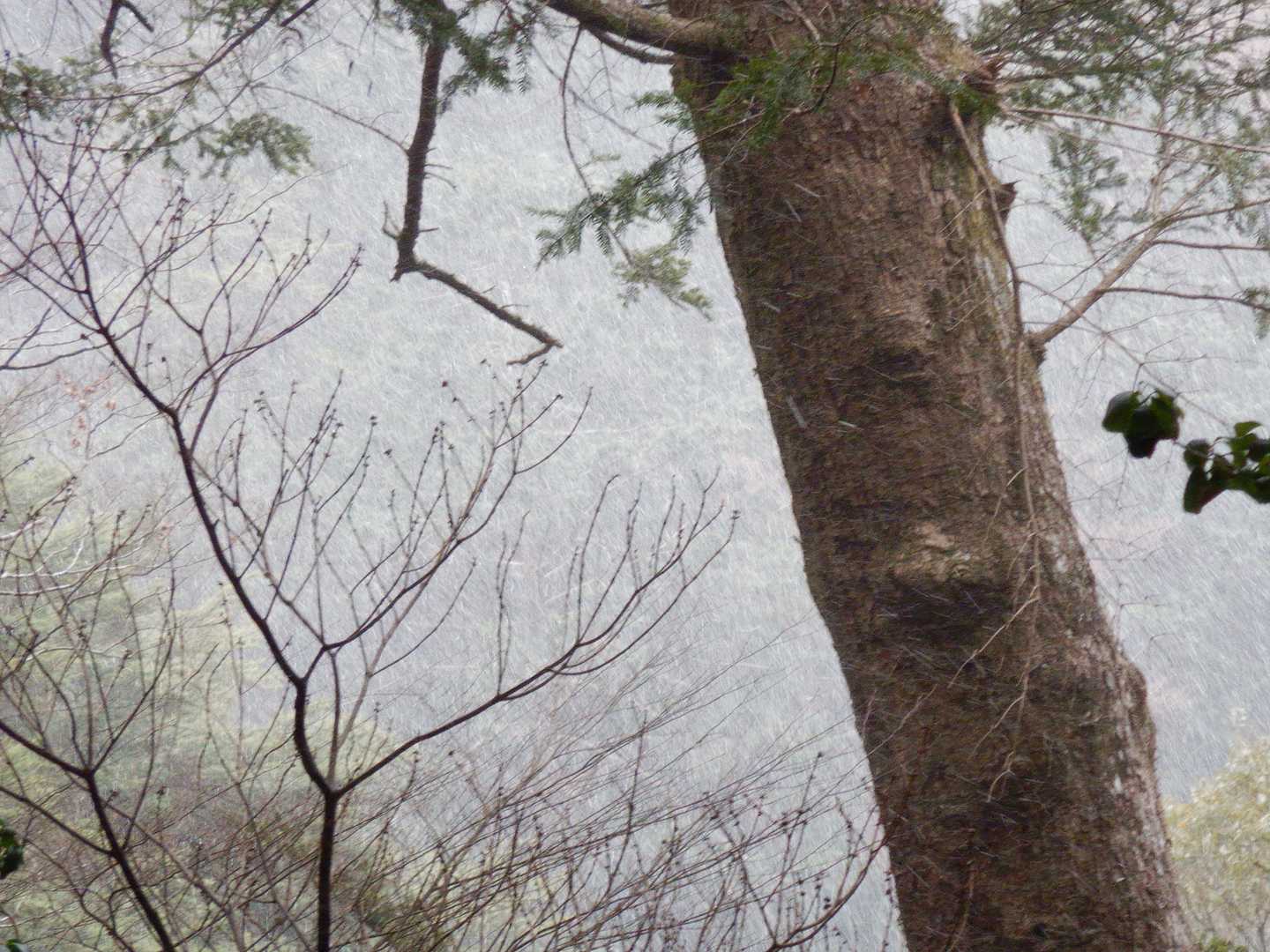 分かりにくいけれど、林の外は吹雪状態。
