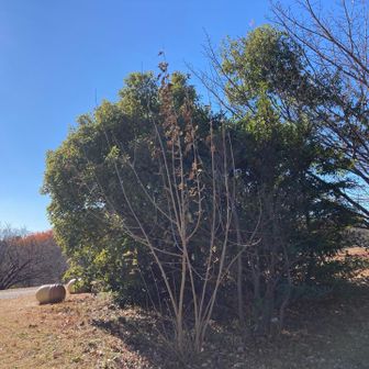 この木の辺りが若草山の山頂になります。