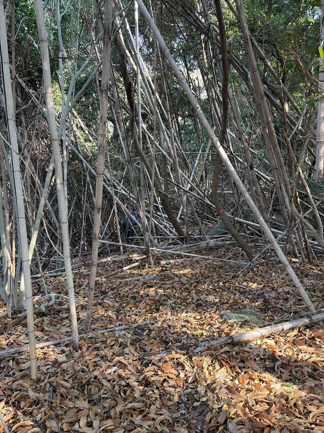 ここから竹藪ゾーン