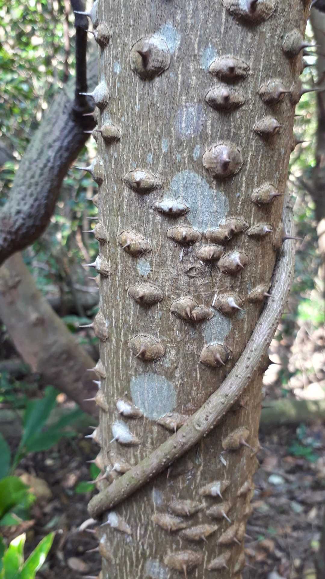 ギザギザハートな🌳