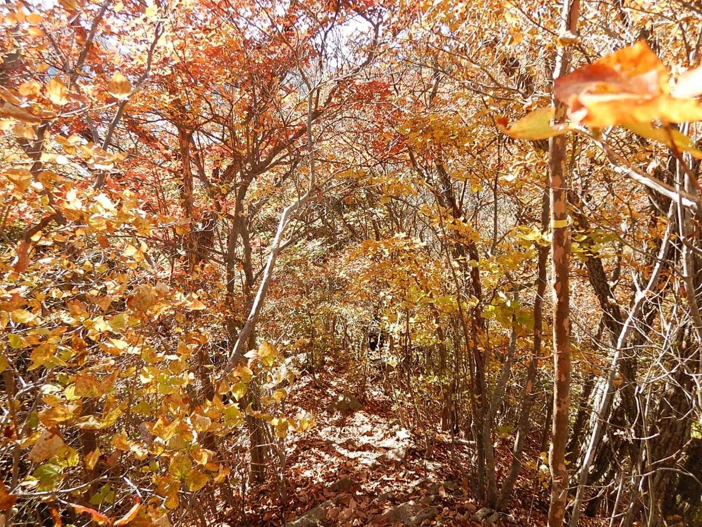 紅葉のトンネル
