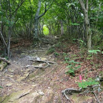 ここを登りきれば　きっと・・・