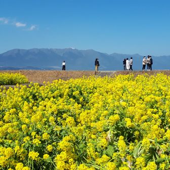 ウサギとカメのカメ