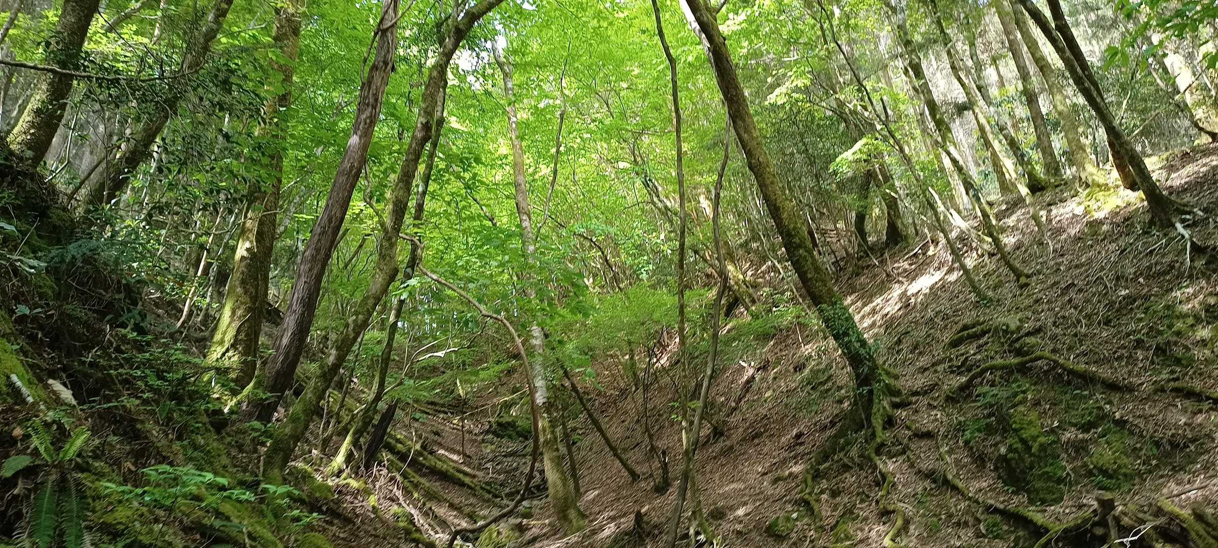 新緑。
由布岳に似た景色。