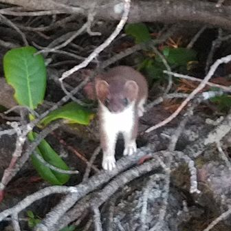 ホントは海が好き