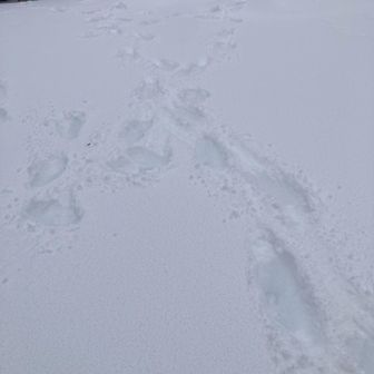 だいぶん、雪☃️深いです。
壺足🦶大変です💦