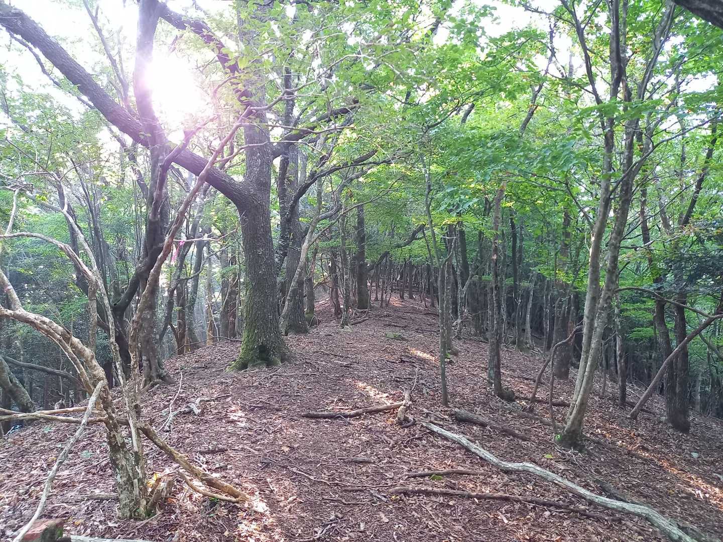 １ヶ月ぶりの山で
すでにヘロヘロ
尾根の坂道をひたすら次のピークまで登る
