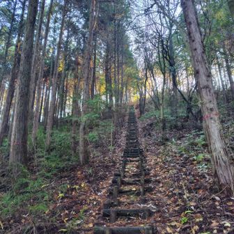 おー丸太階段　所々　朽ちてるから
歩幅合わねえ😅