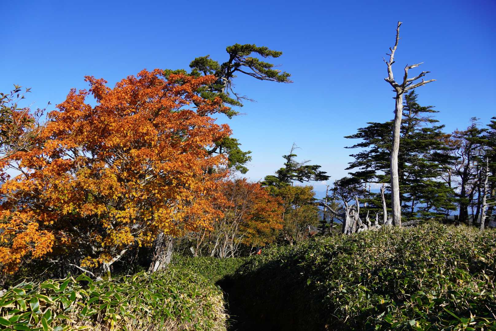 紅葉を楽しみながら尾根コースを登る