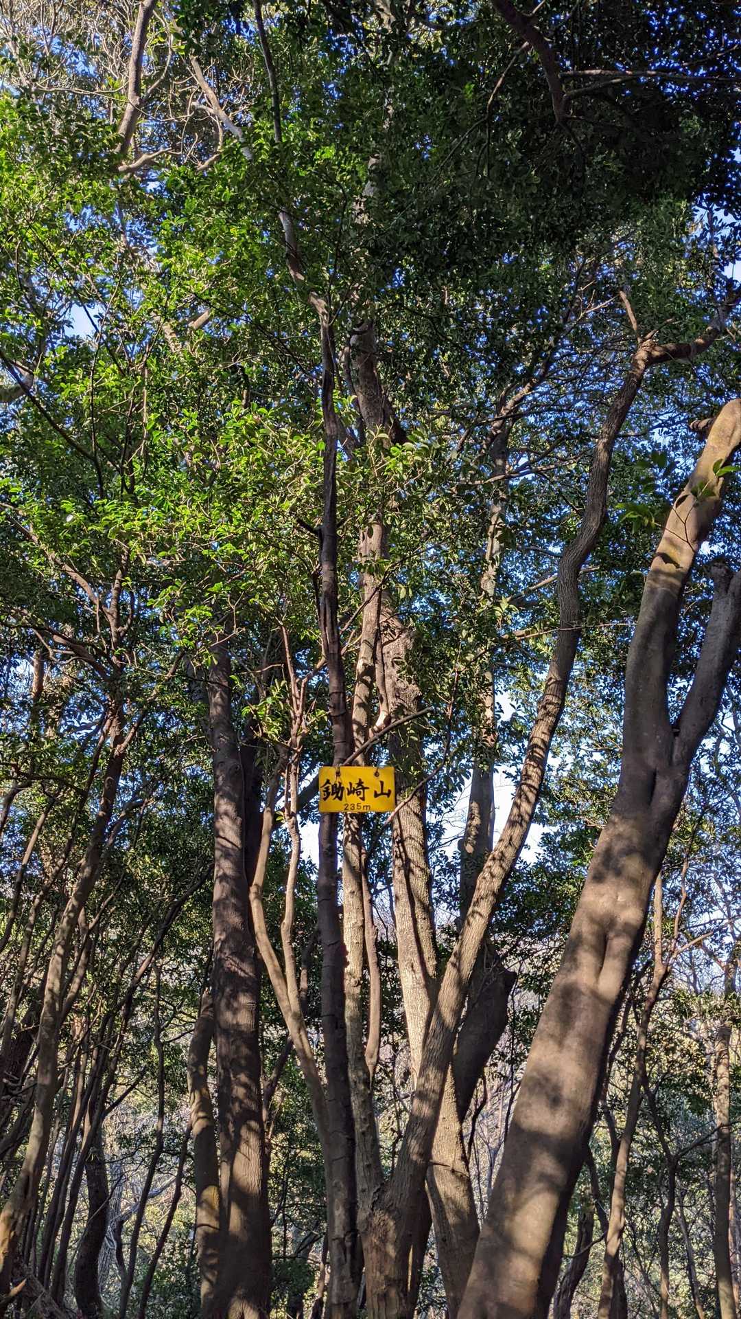 鋤崎山の写真