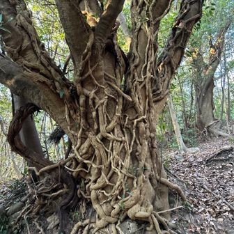 何度かコースロストしつつ、登り続けること約20分で山頂近くに。
なんとも不気味な木々が…