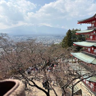 なかなかの眺望
この五重塔は新しいもので、1962年に建立。
大東亜戦争(太平洋戦争)の戦没者慰霊のための忠霊塔です。
2015年の『ミシュラン・グリーンガイド・ジャポン』や、2018年のNational Geographic『Traveler』の表紙を飾ったことで、一気に世界に知られることとなってしまったそうです。
人気になりすぎて、今年、長年続けてきた『さくら祭』を中止せざるを得なくなったとのこと。
いい解決策はないものか・・・
