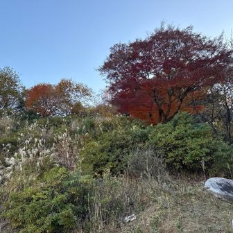 山頂を見上げてみるが山と言うより丘レベルかな。