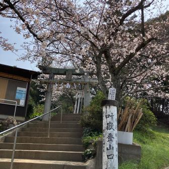 だいぶ見頃でした🌸早い！