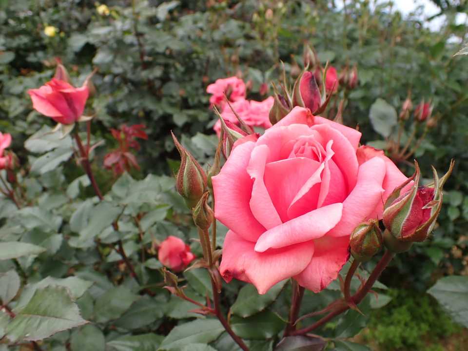 山頂公園は….これから薔薇🌹が見頃になるよ😍