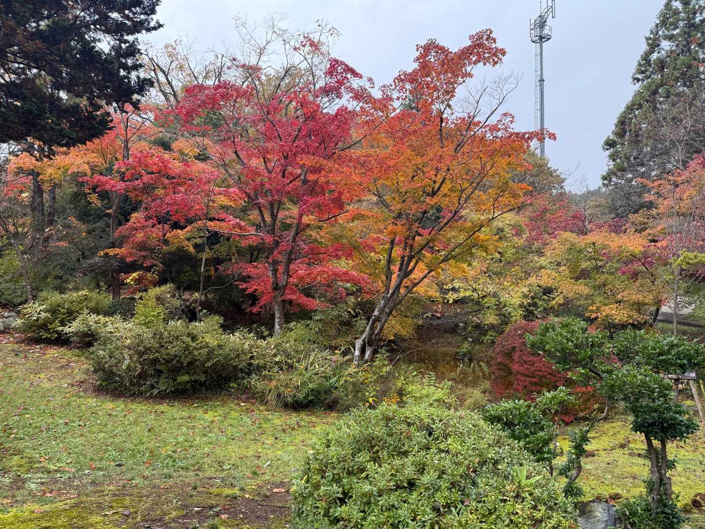 神社の紅葉がキレイでした👍