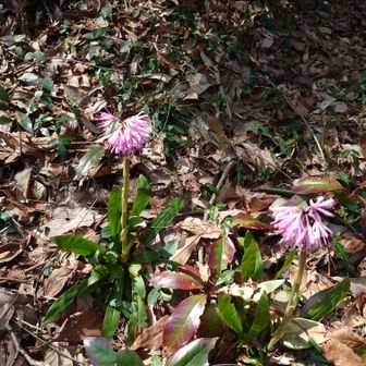 ショウジョウバカマが群生していました🌼