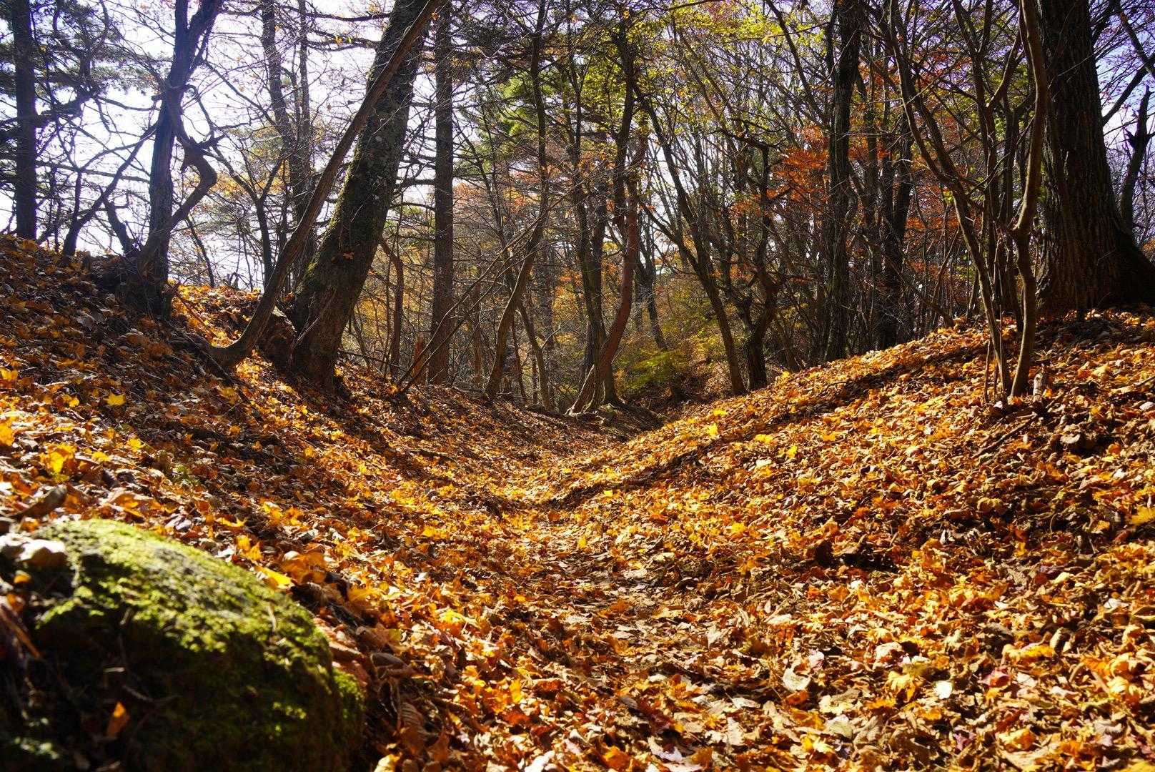 幸せの絨毯🍁