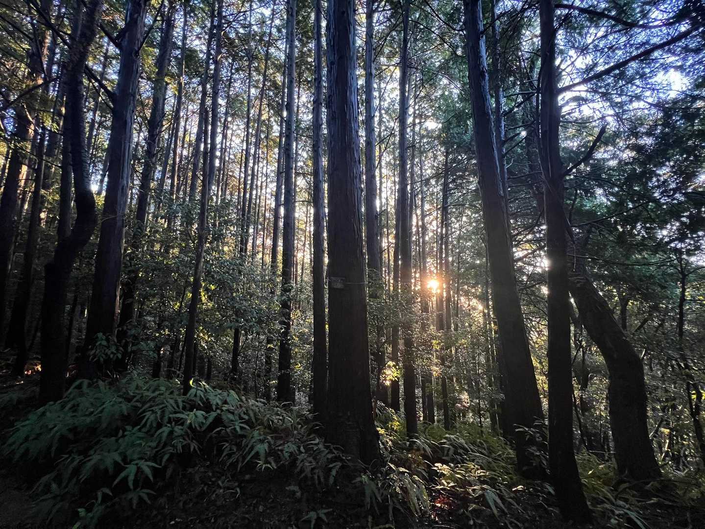 朝日が☀️