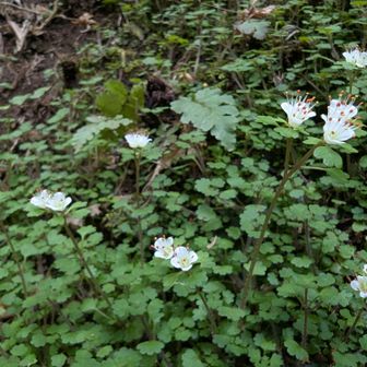 ここでバッテリー切れ
泣く泣く電源オフ