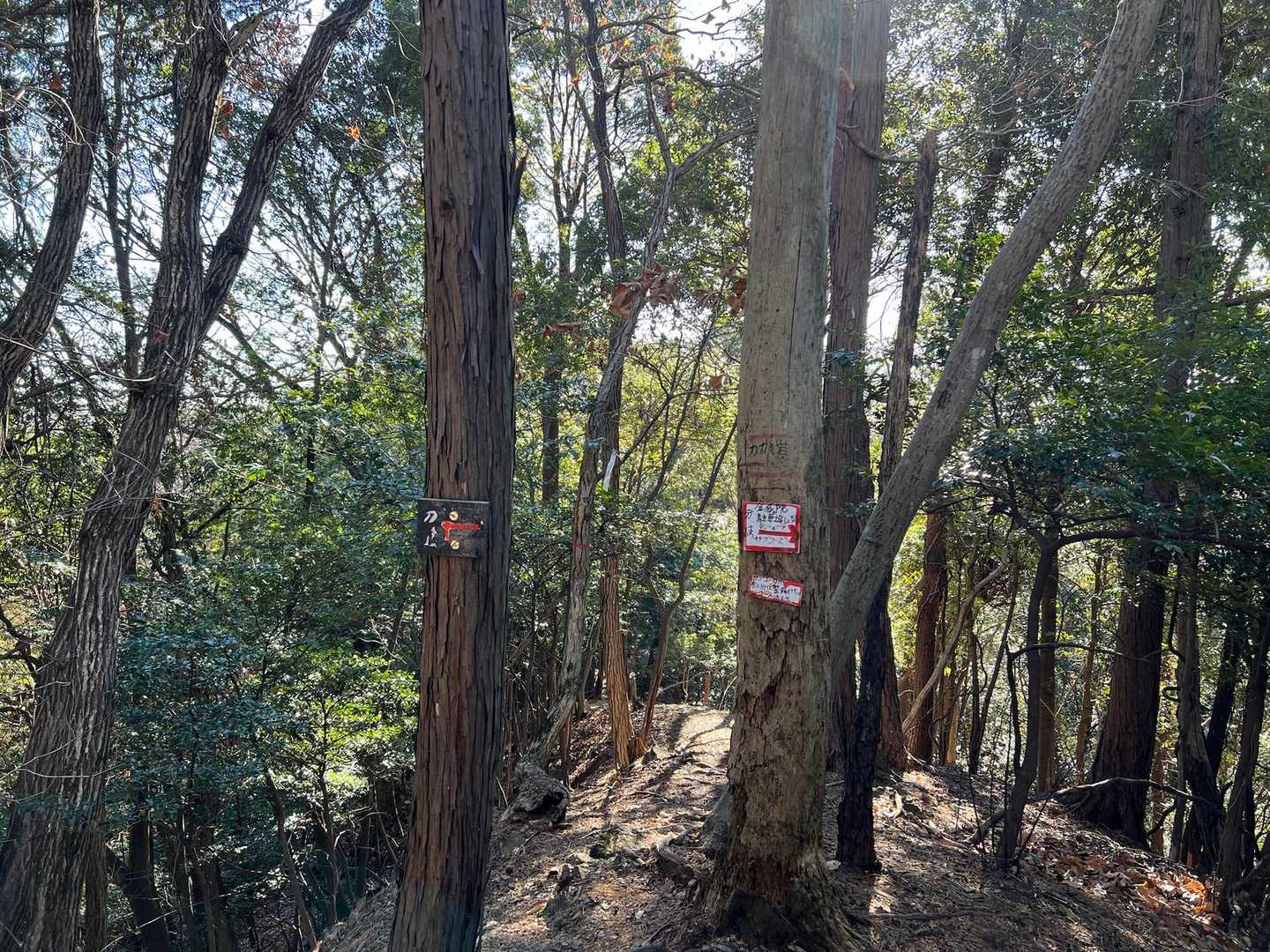 嘉多山への分岐
所々に表示されて登山道は明瞭