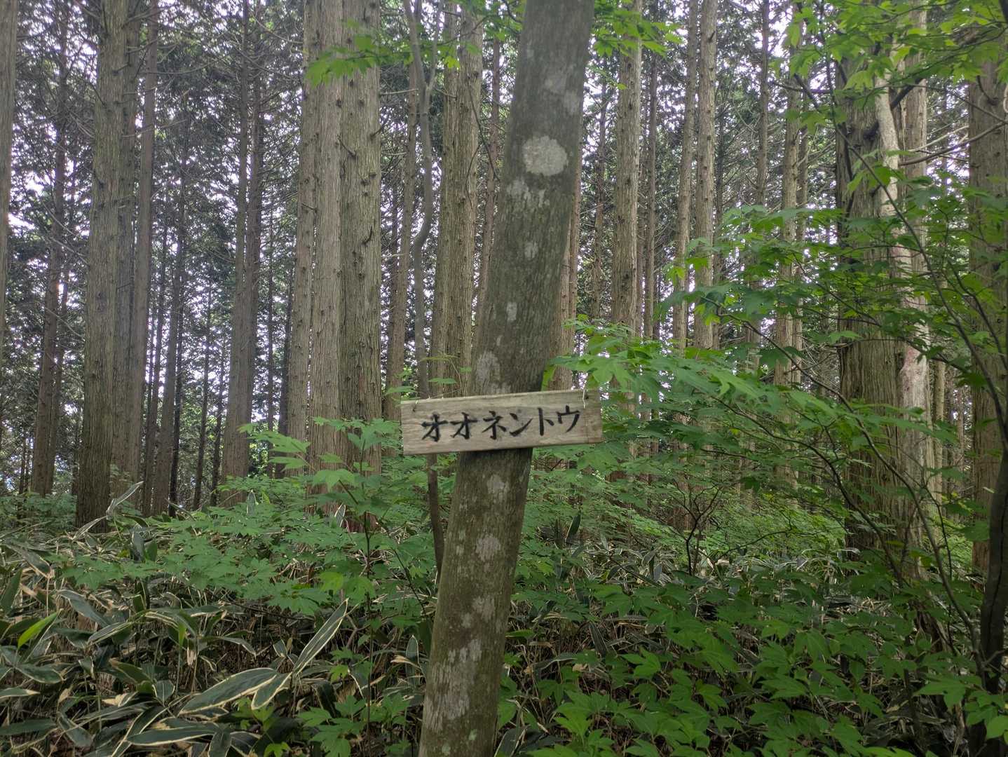 オオネントウ山頂
景色は…