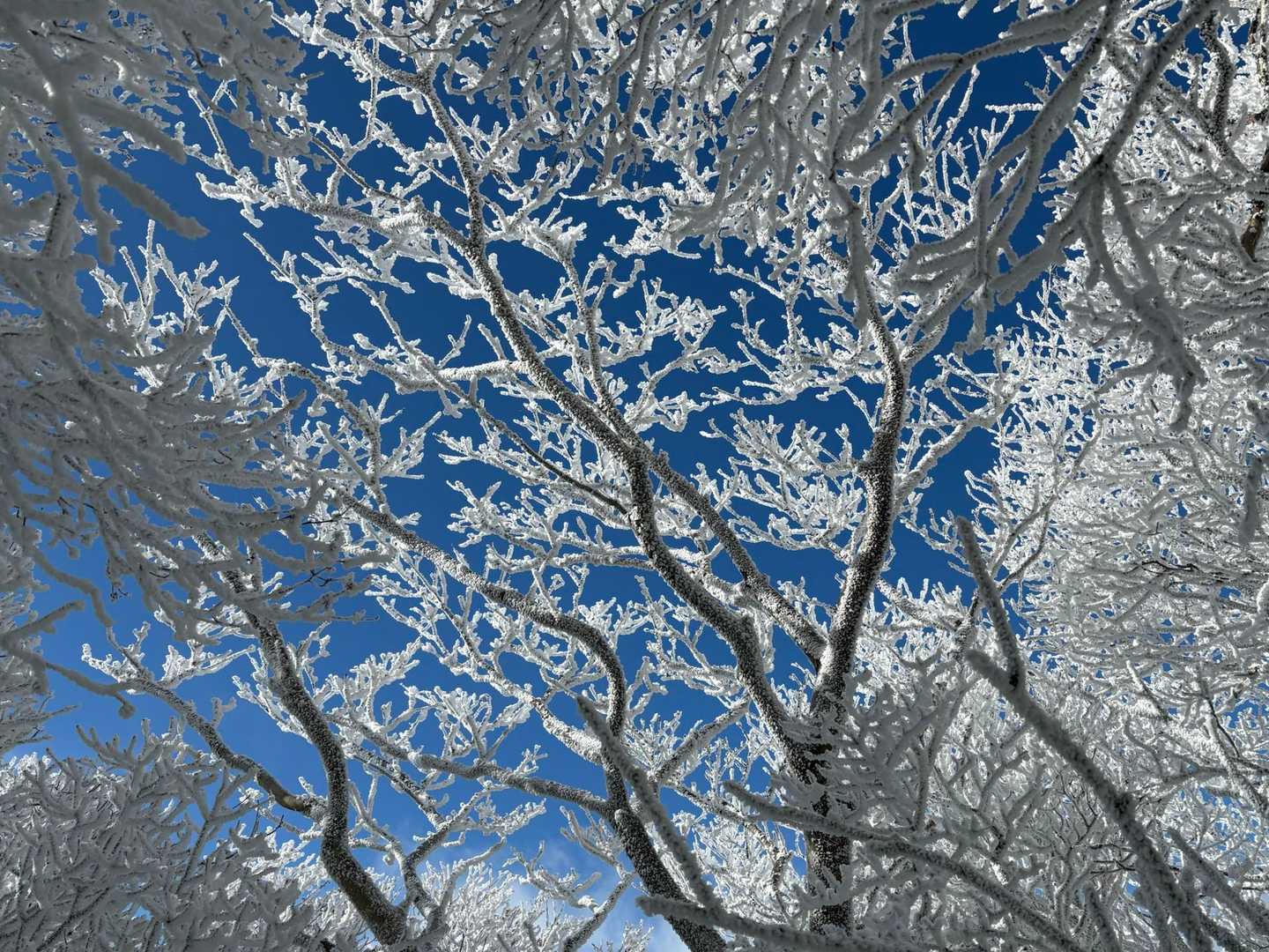 霧氷トンネルから見上げる✨