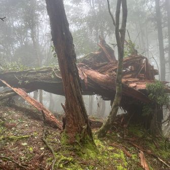 台風の影響か、青々とした木々が散乱