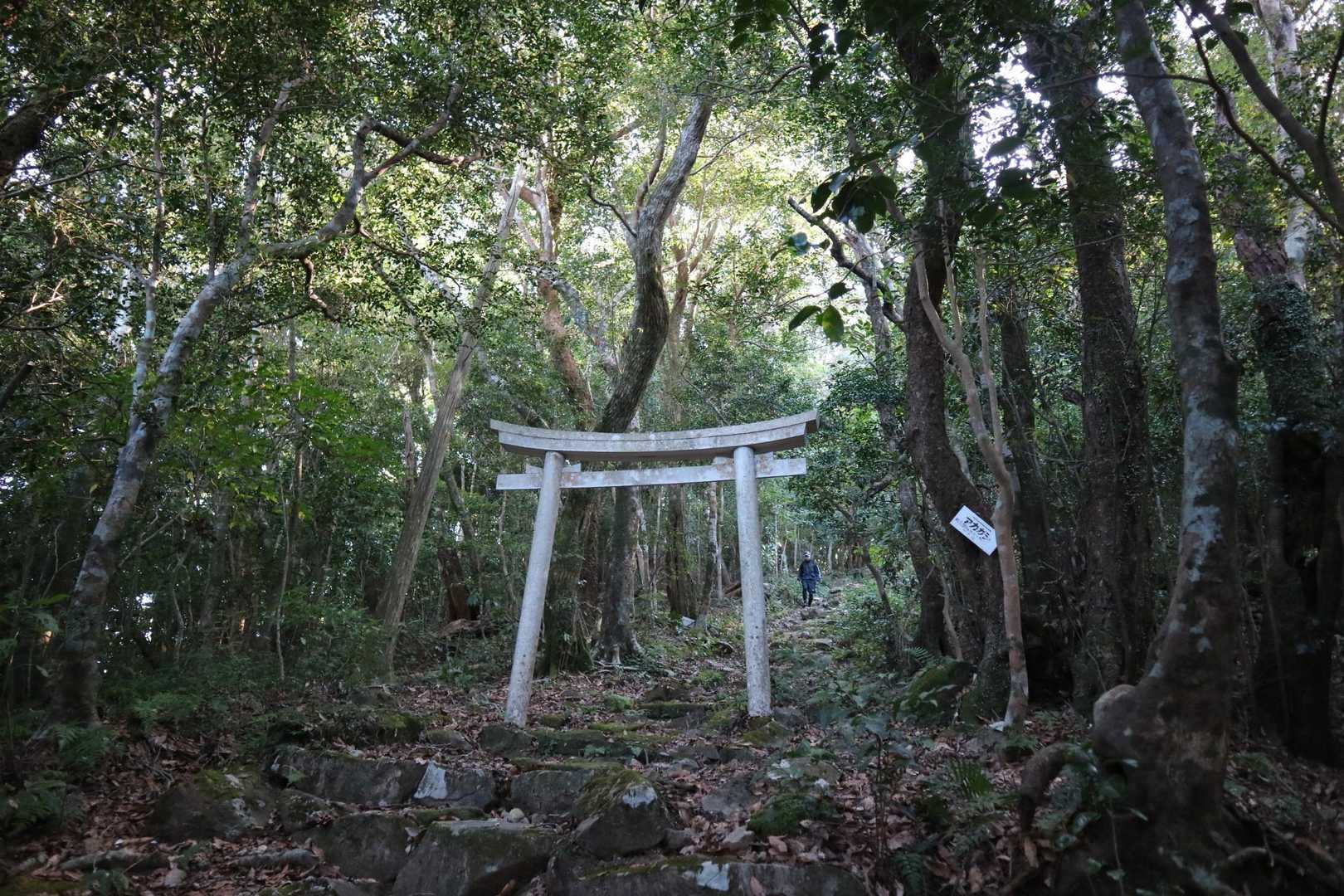 本日２人目のトレランさん。
すれ違った人、今日は２人だけだった。
絶景なし、紅葉なしなので登山者少なくて、超初心者(体力もなし🐷)は他の人にご迷惑を掛けることなく登れるのは良かった⛰️