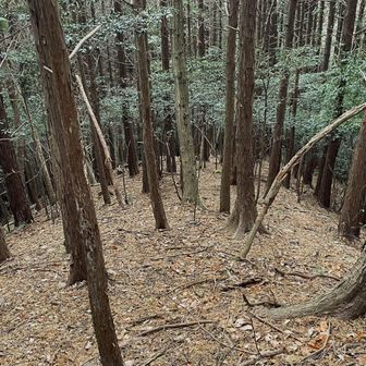 ここから下山。YAMAPの軌跡を見て、直線で下っていけそうだと判断。