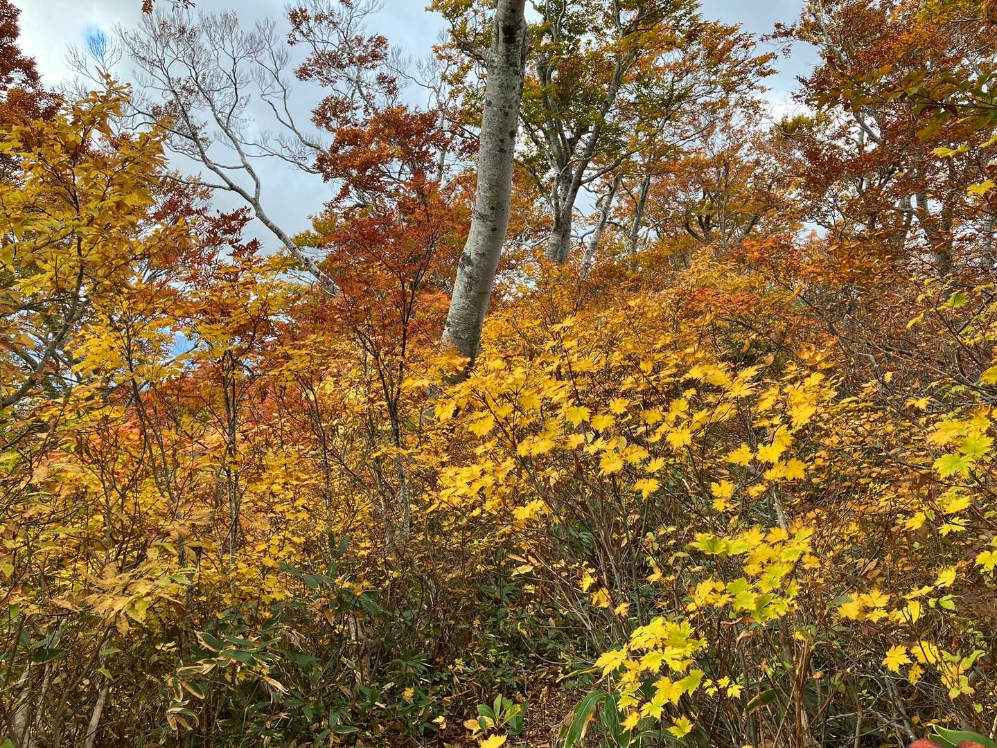 紅葉🍁真っ盛り
