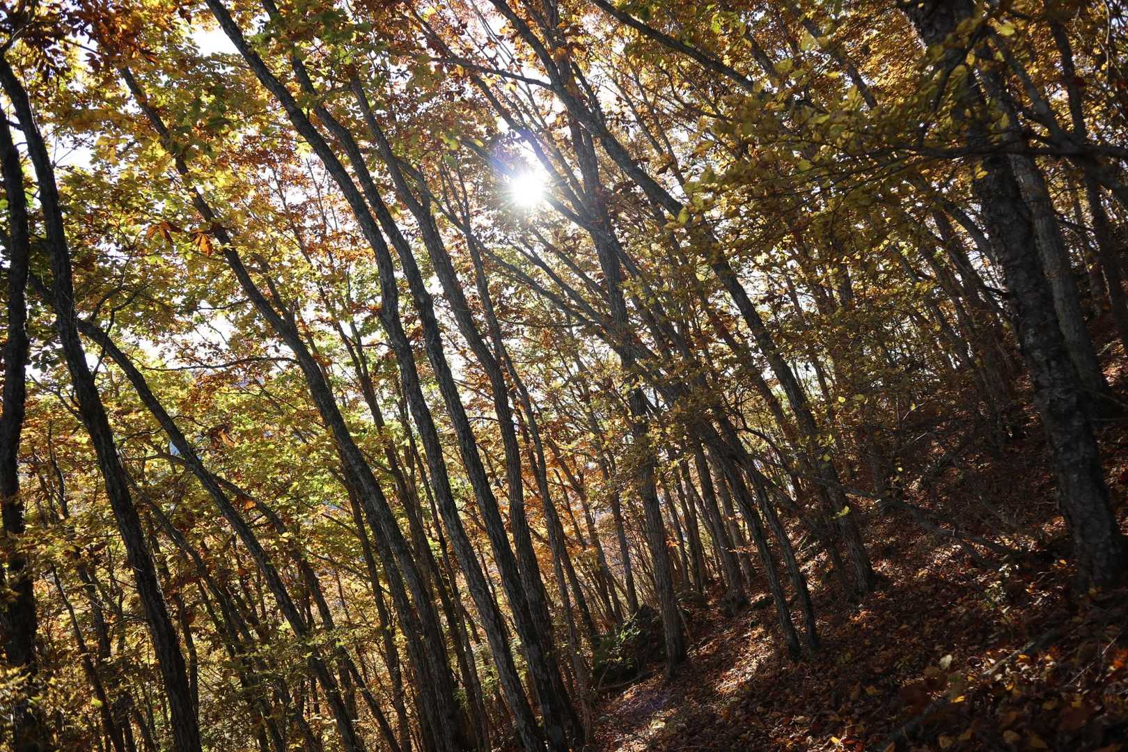 紅葉はぼちぼち？この近辺は赤い木が少ない気がしますね。