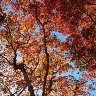 紅葉、素敵〰❤️