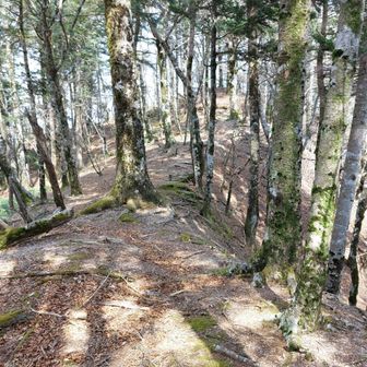 あの高みが前熊伏山。
知らぬ間に針葉樹林帯🌲へ。