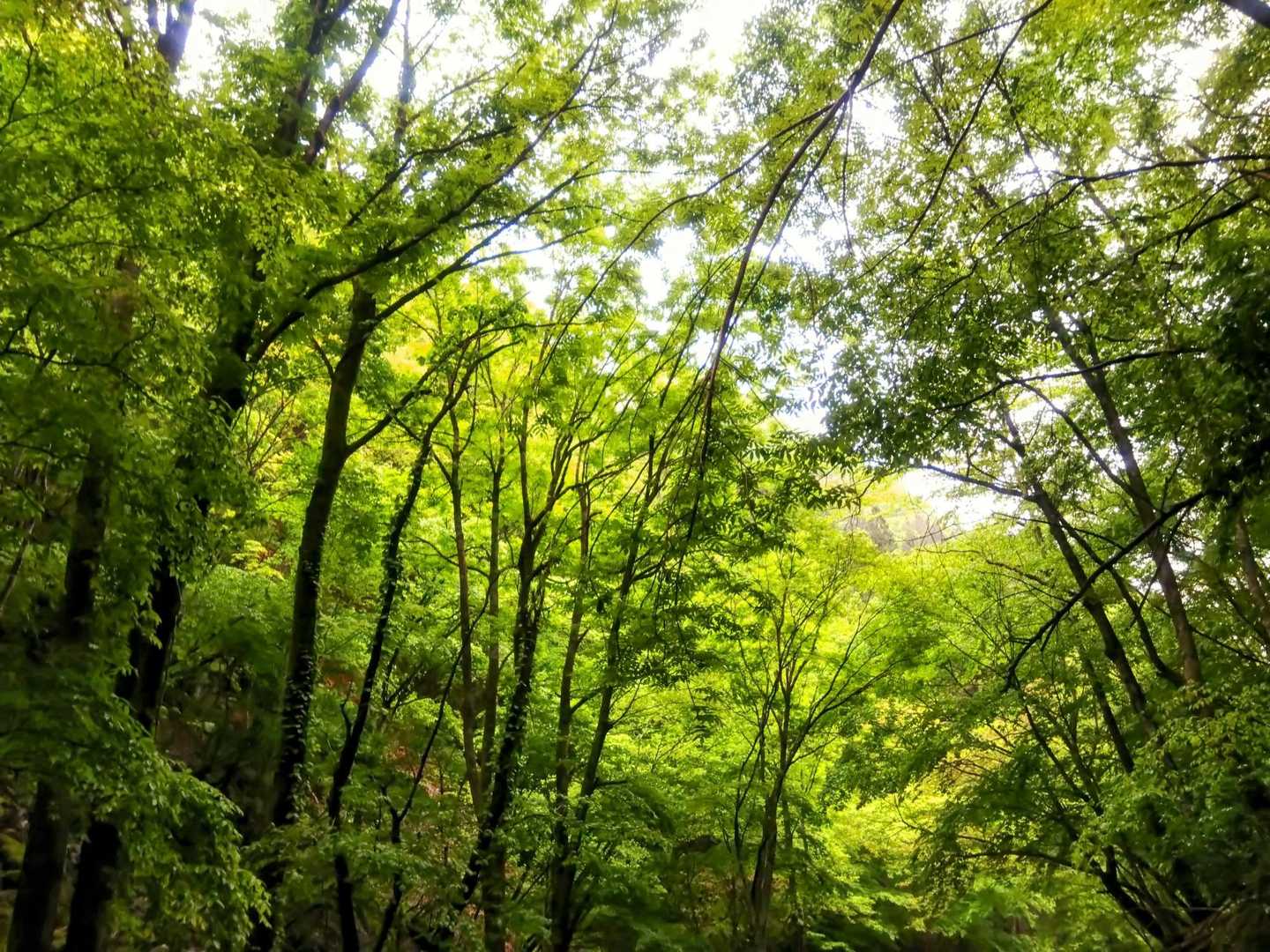今日も美しい自然と、同行させて頂いた山友先輩様、ありがとうございました🙏