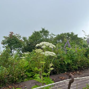 頂上ヒュッテの庭に咲くお花。