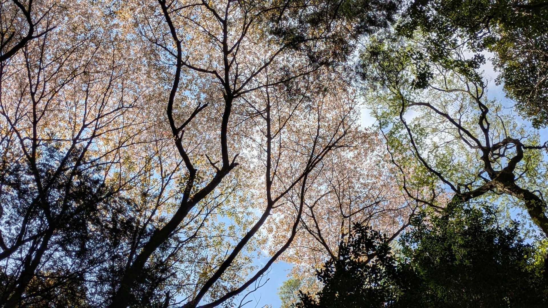 青い空で頭べを上げて見上げました〜山桜🌸満開