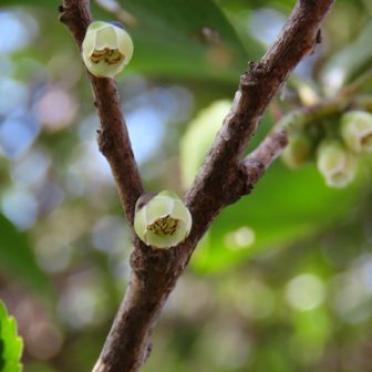 白花のヒサカキ
