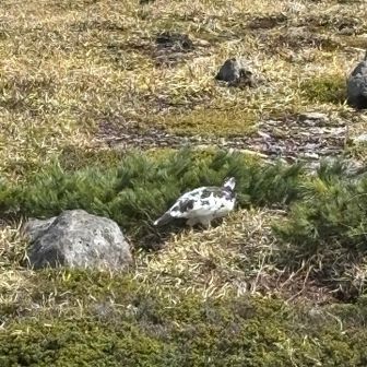 おーっと！！カメラを構えてる人の向こうに
後ろ向きのライチョウ