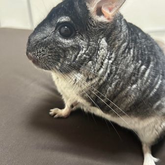 チンチラ