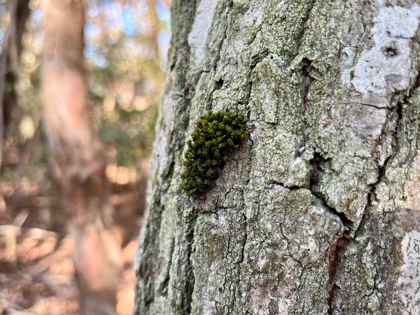 ドクガの毛虫っ❣️…かと思ったら、ただの苔でした😒ﾁｪｯ