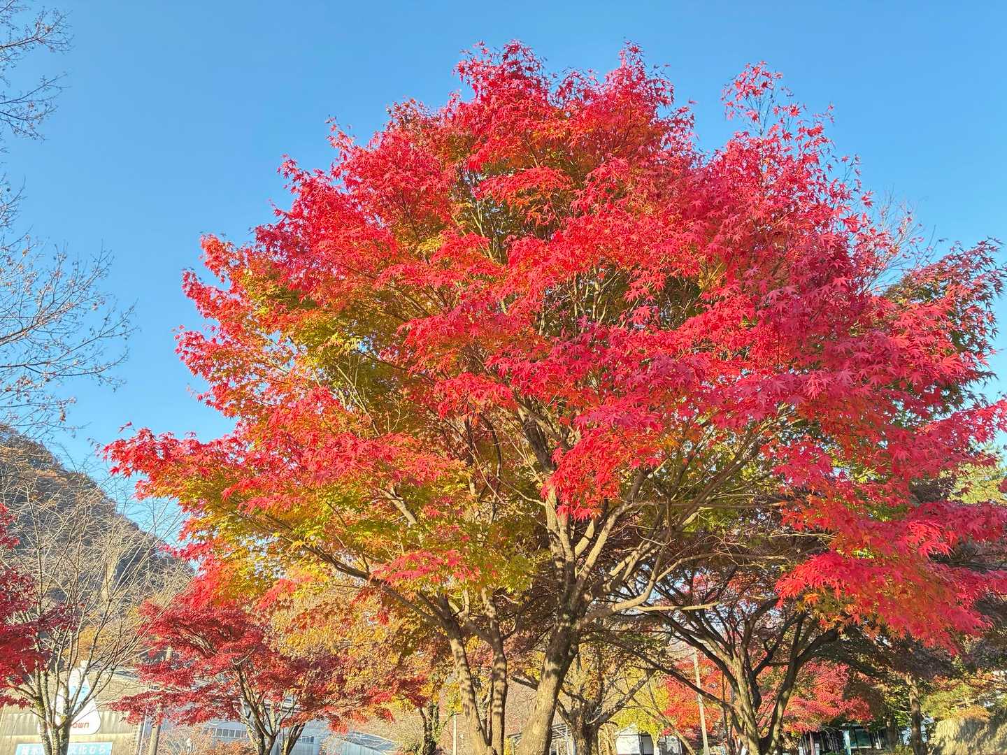 緑から紅へのグラデーションがお見事。