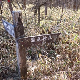 瀧尾神社方面へ。ここからは濃い笹薮を下って細い九十九折のトラバースを降りていく。晴れてたから良かったもののルートコンディションが悪い時は通りたくない