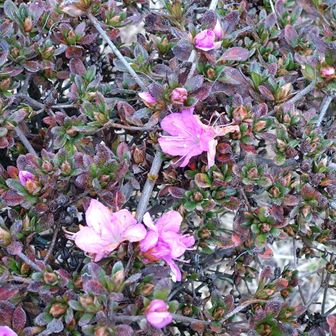 ミヤマキリシマ咲いてたました！