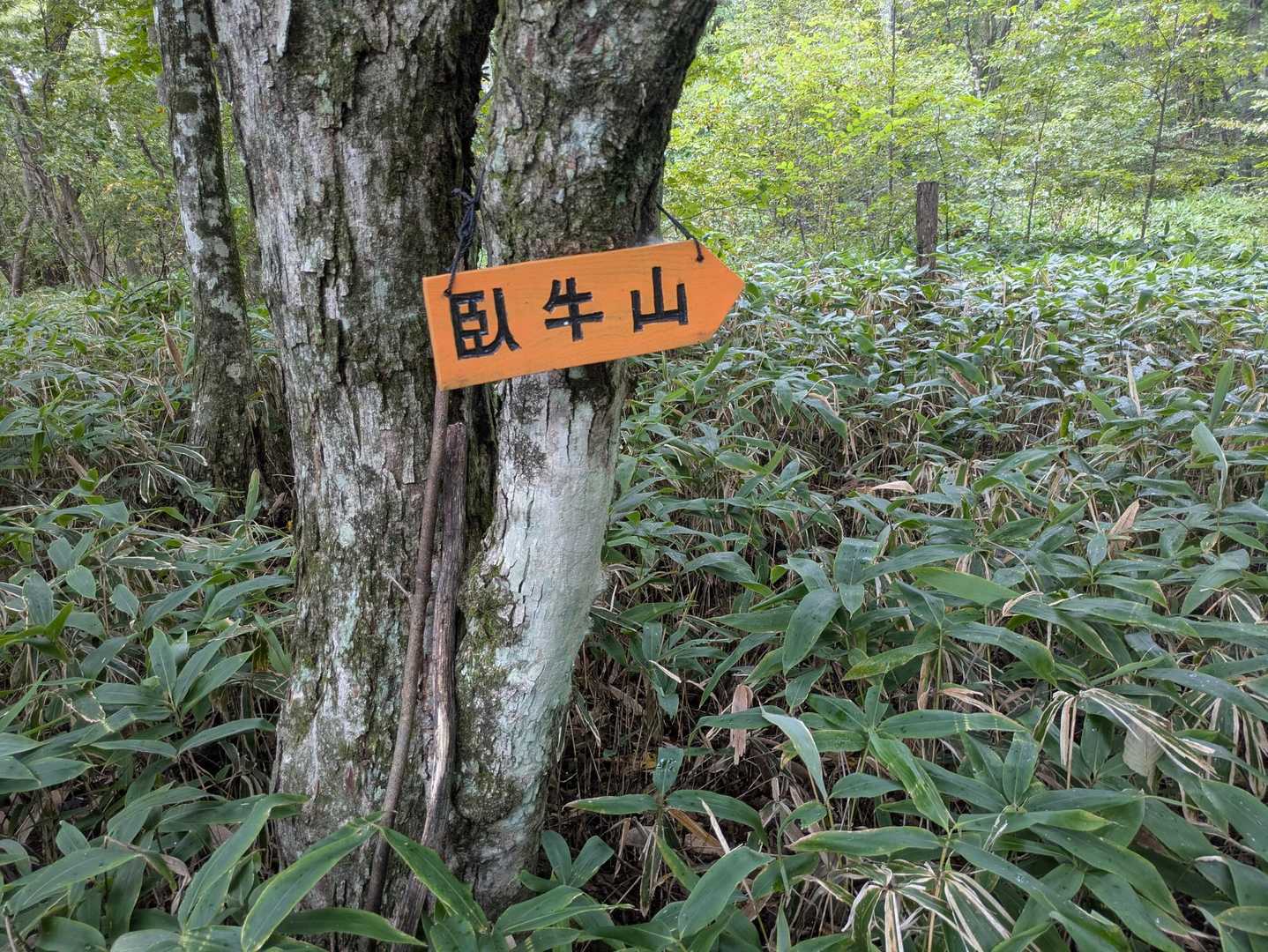 がぎゅうやま？
行く先案内看板に
早くも
はて？と🤔