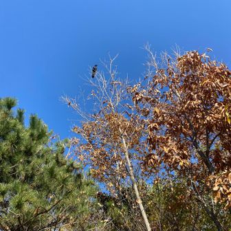 カラスも気持ちよさそう。
