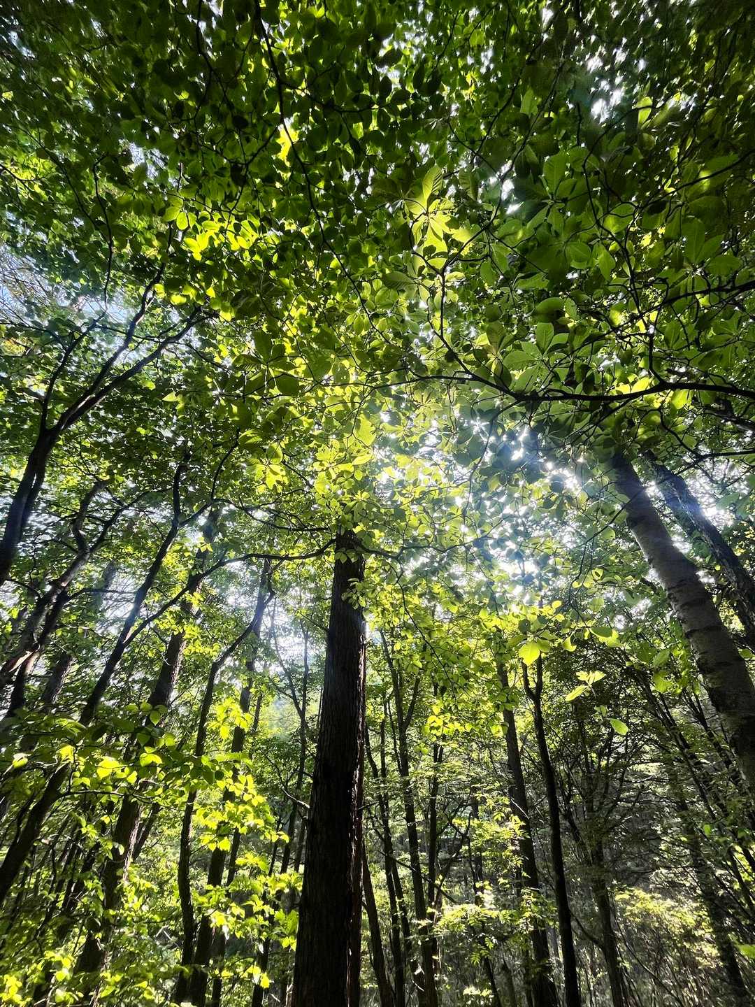 久しぶりの山の空気が身体に沁みます