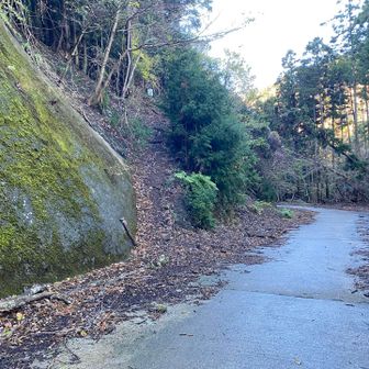 林道を歩き左の登山道へ　スイセンピークを目指す